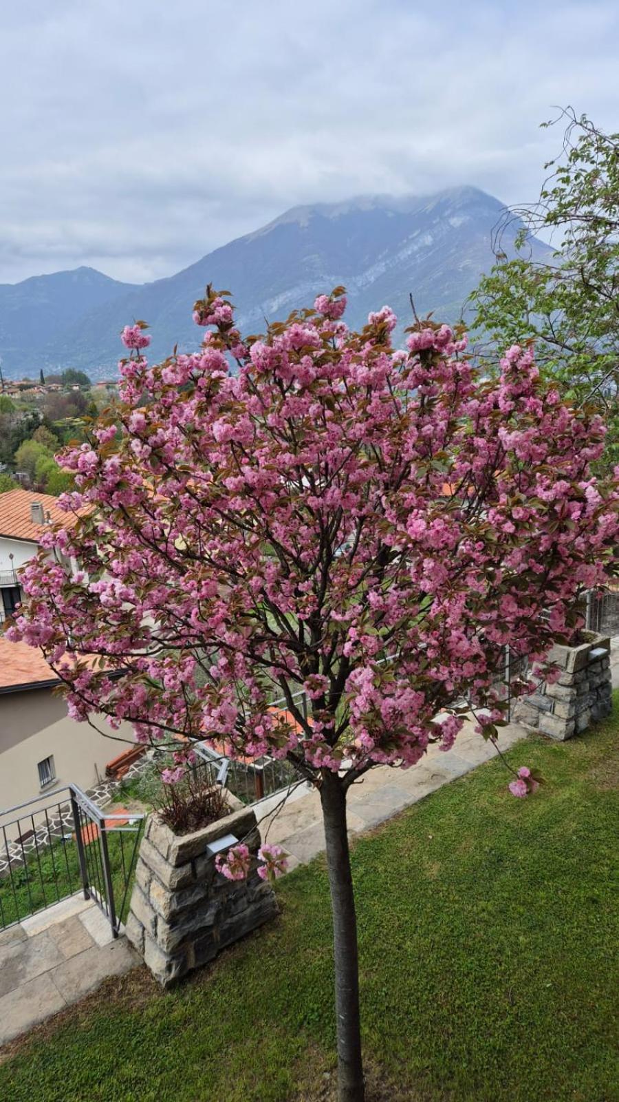 Villa Primula بيلاجيو المظهر الخارجي الصورة